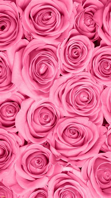 846 Hd Wallpapers Pink Rose - MyWeb