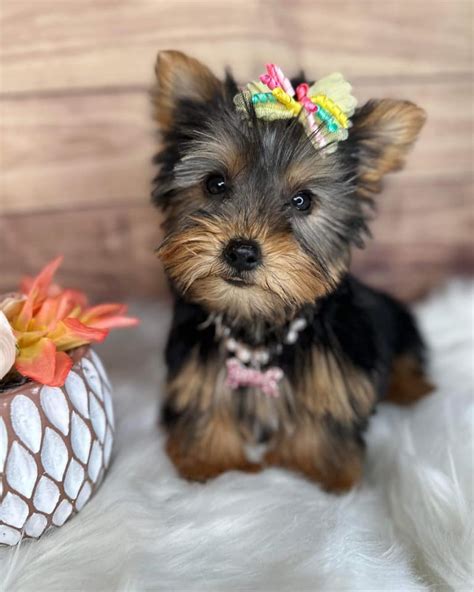 Teacup yorkie for sale upto 400 - Teacup Yorkie For sale