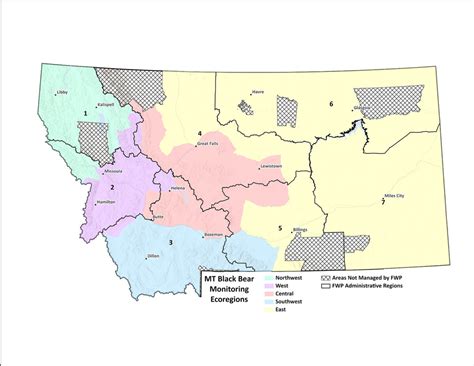 Statewide Black Bear Study Expands to Northwest Montana - Flathead Beacon