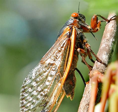 Managing Cicada Damage to Trees