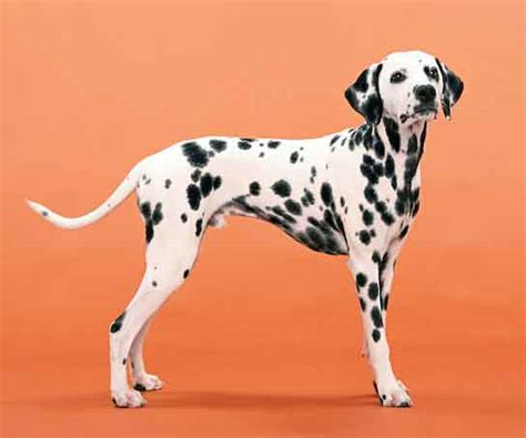 Are Dalmatians Born with Spots? Let's Look at 7-Day Old Pups