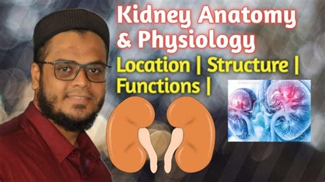 Kidney Anatomy & Physiology | Location | Structure | Functions | NEET - Global Massage Directory ...