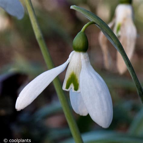 Galanthus plicatus 'Colossus' - buy snowdrops at Coolplants