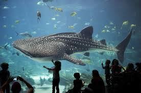 San Diego Aquarium