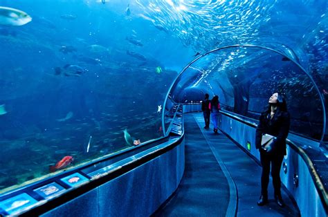 Aquarium of the Bay - SMARTTRAVELERS