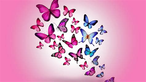 Cartoon Butterfly Wallpapers - Top Free Cartoon Butterfly Backgrounds - WallpaperAccess