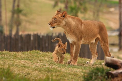 Lions & Lion Cubs | Lion Camp; Lion Cubs San Diego Wild Anim… | Flickr