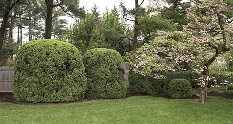 A boxwood garden grows in Frederick | Lifestyle | fredericknewspost.com