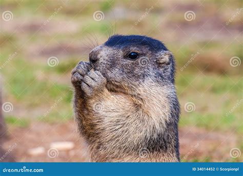 Young marmot while eating stock photo. Image of austria - 34014452