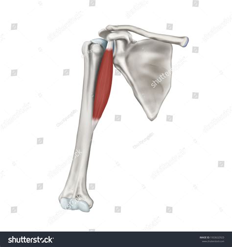 3d Medical Illustration Explanation Coracobrachialis Muscle Stock Illustration 1933632923 ...