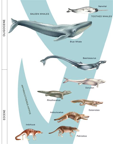 Whale Evolution Chart