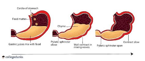 Chyme: Composition, Functions & Generation