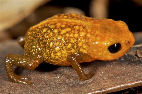 Seven New Miniature Frog Species Discovered in Brazilian Cloud Forest - NBC News