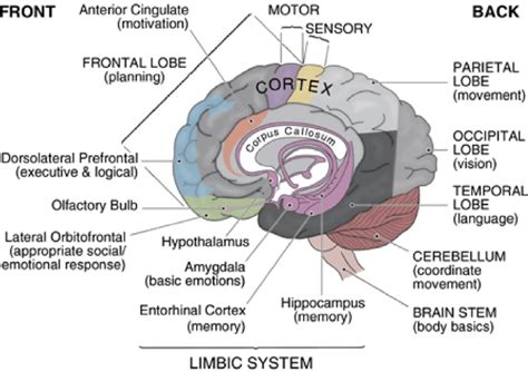 Diagram of the human brain parts | Download Scientific Diagram