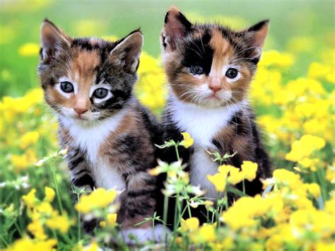 Download Cute Close-up Kitten Animal Cat Cute Cat HD Wallpaper