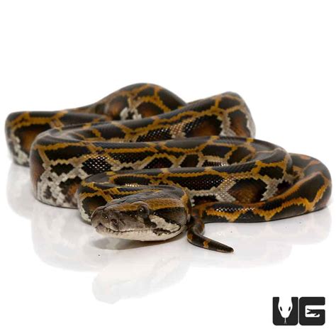 Baby Burmese Pythons (Python bivittatus) For Sale - Underground Reptiles