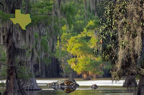 Did You Know the Only Natural Lake in Texas is Right Here in ETX?