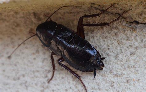 How To Get Rid Of Oriental Cockroaches In Your Queen Creek Home