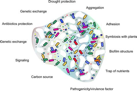 Frontiers | Microbial Extracellular Polymeric Substances: Ecological Function and Impact on Soil ...