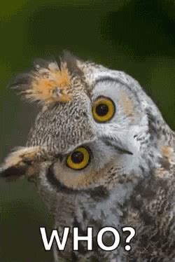 Owl Who GIF - Owl Who - Discover & Share GIFs