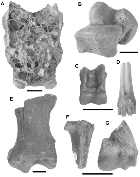 Fossils of terrestrial mammals. A, LGP-PC0045, unidentified skull,... | Download Scientific Diagram