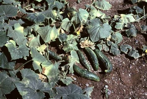 Cucumber Mosaic Virus: Description, Damages Caused, Control and Preventive Measures - Agric4Profits