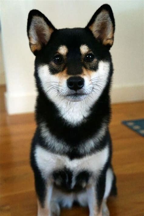 Black and Tan Shiba Inu. Learn all about the Shiba Inu breed at www ...