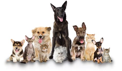 Collection of Cat And Dog PNG No Background. | PlusPNG