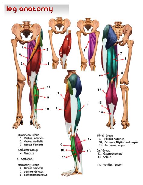 Leg Muscle Anatomy Anatomy Leg | Leg muscles anatomy, Muscle anatomy, Yoga anatomy