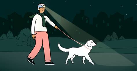 How to walk your dog at night (safely) | ManyPets