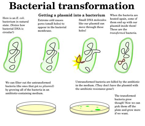 MICROBIAL MOLECULAR BIOLOGY AND GENETICS