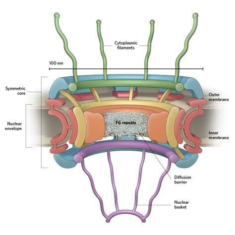 Nuclear Pore Complex Transport