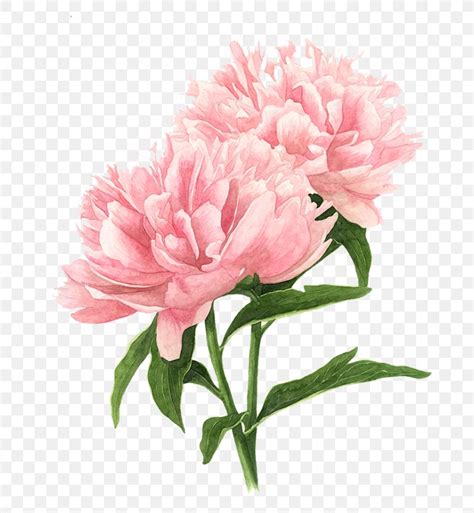 Peony Drawing Watercolor Painting Pink Flowers, PNG, 700x889px, Peony, Annual Plant, Art, Botany ...