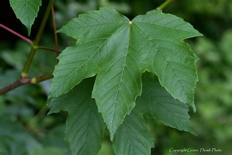 Sycamore Tree Leaf Vs Maple Tree - Infoupdate.org