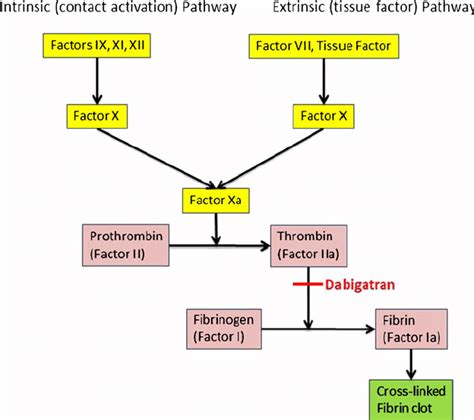 Coagulation Cascade Diagram