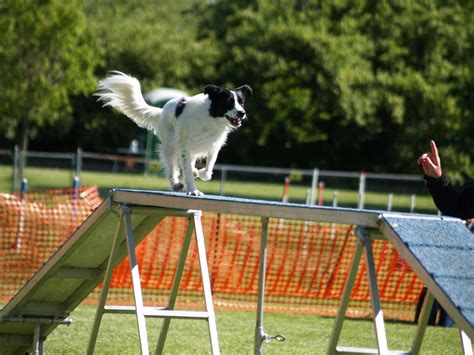 Agility – Gem City Dog Obedience Club