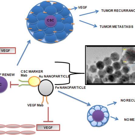 List of cancer stem cell surface markers | Download Table