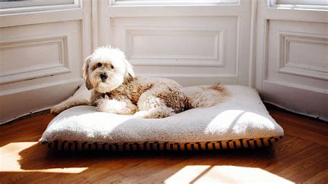 5 Best Dog Beds For Large Dogs In 2022 | Comfort & Support | Reviews