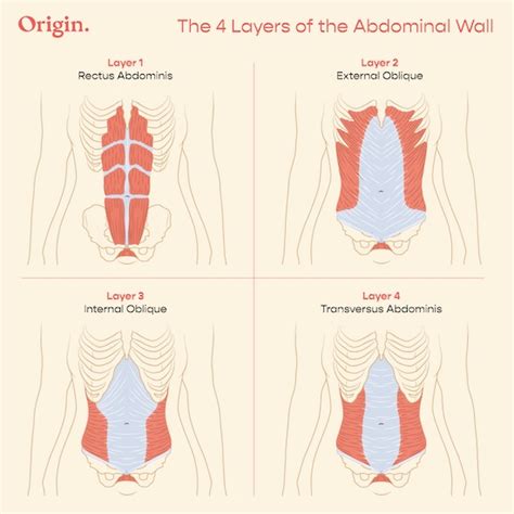 Deep Core Anatomy: How Your Abs Work with Your Pelvic Floor | Origin