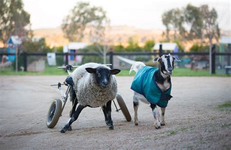 Edgar's Mission farm animal sanctuary adds tiny house guest ...