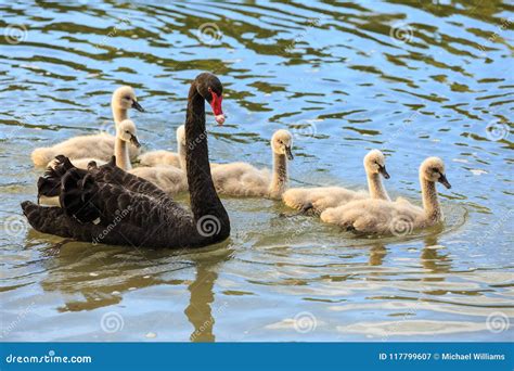 A Black Swan with a Large Family of Cygnets Stock Image - Image of ...