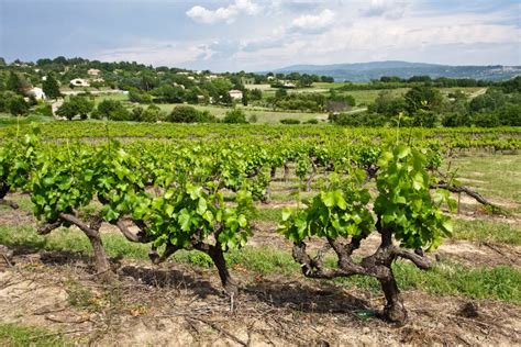 The Vineyards of Provence stock photo. Image of nature - 27846138