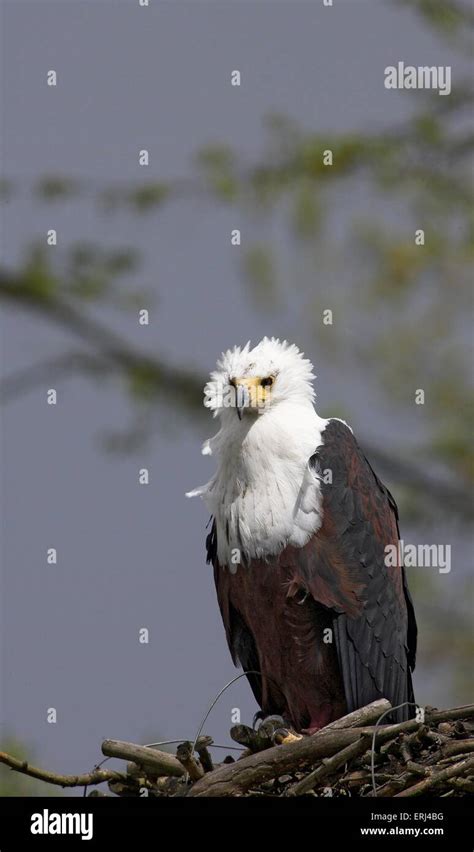 Bald eagle nesting ground hi-res stock photography and images - Alamy