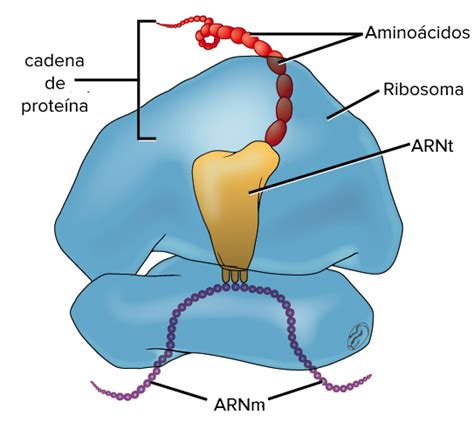 Estructura De Los Ribosomas - Dinami