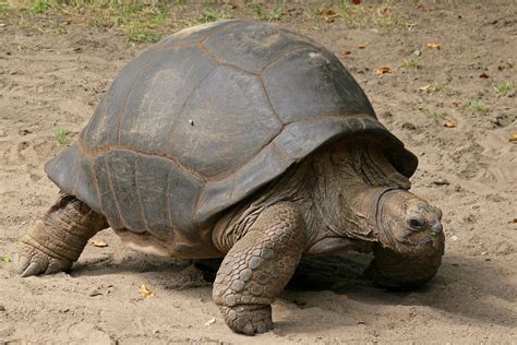 Aldabra Giant Tortoise (Aldabrachylis gigantea) - Brilliant Creation