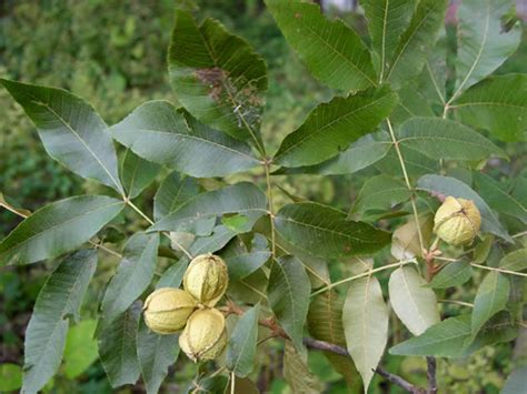 Florida Fruit Trees Identification | Fruit Trees