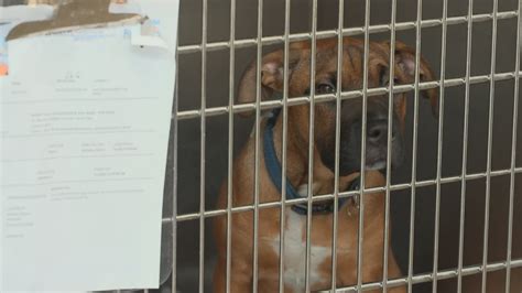 North Texas animal shelters over capacity, in dire need of help | wfaa.com