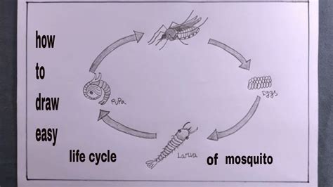 Mosquito Life Cycle Diagram