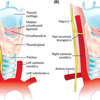 Anatomy of the superior laryngeal nerve. | Download Scientific Diagram