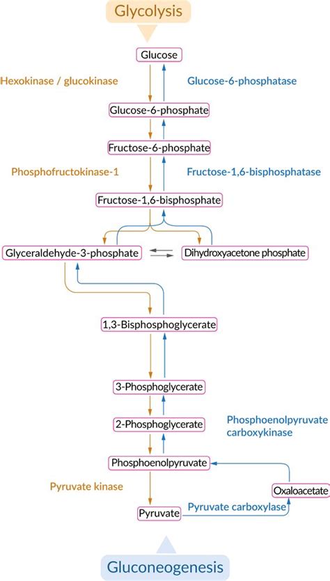 Gluconeogenesis Simple Pathway